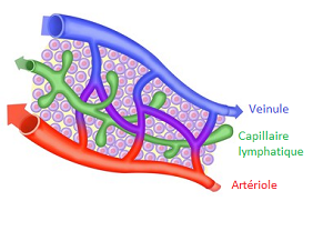 circulaion lymphtique